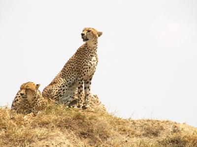 Cheetahs, Serengeti NP