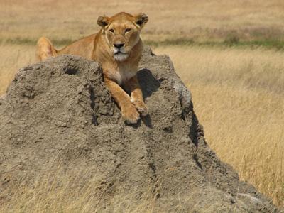 Lion on Termite Mound, Serengeti