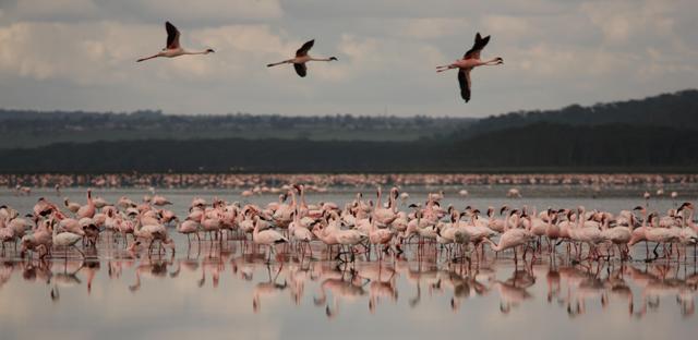 Flamingoes - Fabiano Mazza