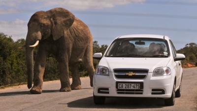 Getting close to elephants at Addo