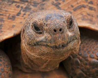 Tortoise, Addo National Park