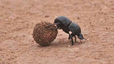 Flightless dung beetle in action, Addo