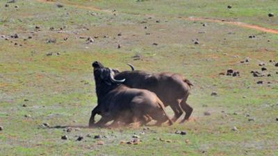 Cape buffalo fight at Addo