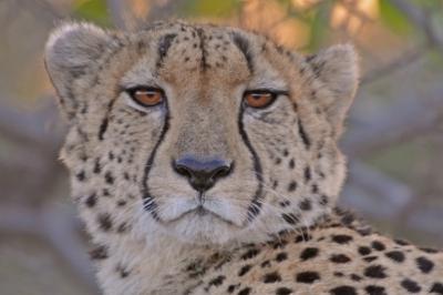 Cheetah