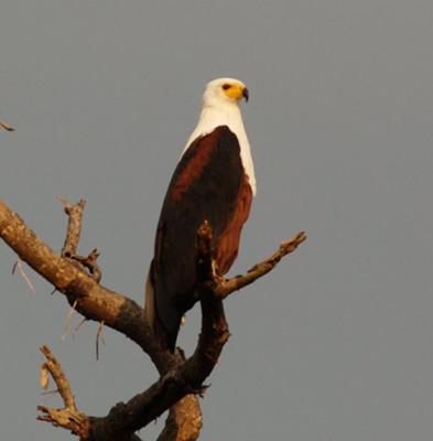 African Fish Eagle  ©Erin Lubeck