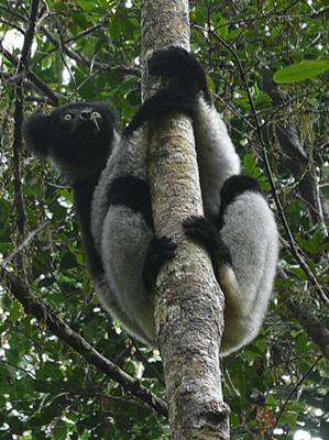 Indri