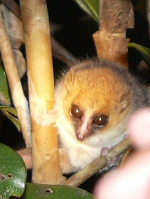 Mouse lemur