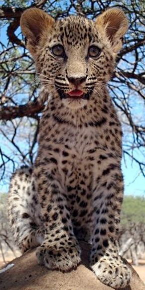 Harnas leopard cub