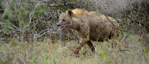 Hyena