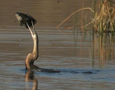 African darter fishing for breakfast