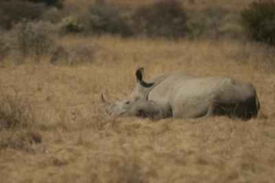 White rhino having a snooze at midday
