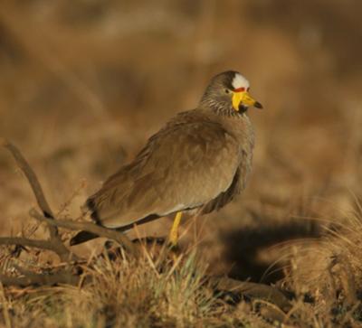 African wattled lapwing enjoying the early morning sun