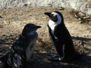 Jackass or African penguin