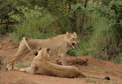 Lions close to the car