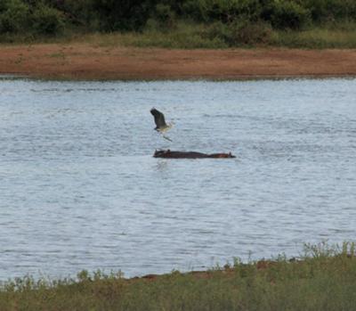 Heron landing on hippo