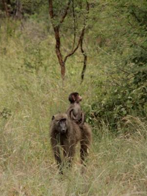 Baboon with kid