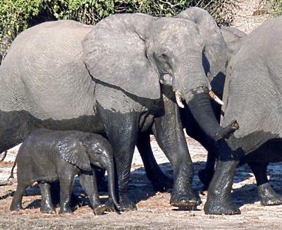 Elephants after a dip