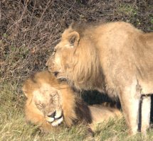 Okavango Delta - lions