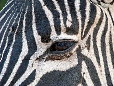 Zebra Keeping A Close Watch