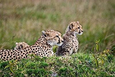 Cheetah Family