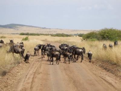 Wildebeest Herd in Amboseli, Kenya