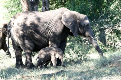 Baby elephant