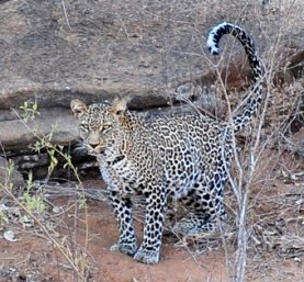 Leopard