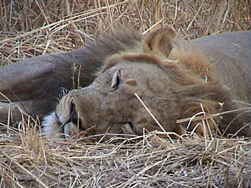 Sleeping Lion