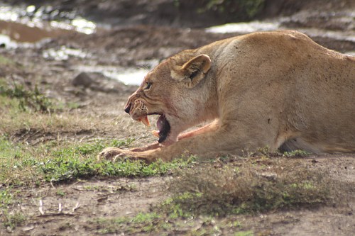 Lioness growling