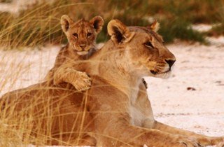 Lion and cub - Larry Kay