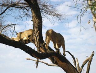 Lions in tree
