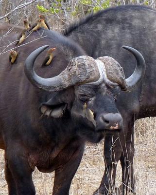 Cape buffalo close up