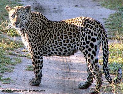 Nimble and Graceful Leopard