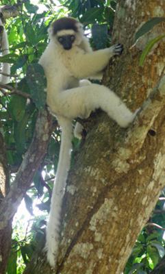 Sifake Lemur