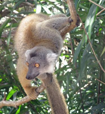 Grey Lemur