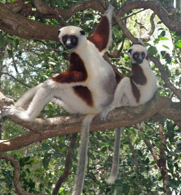 Lemurs