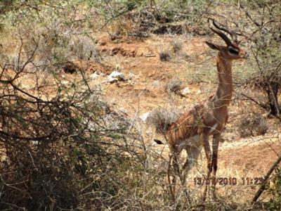 Gerenuk