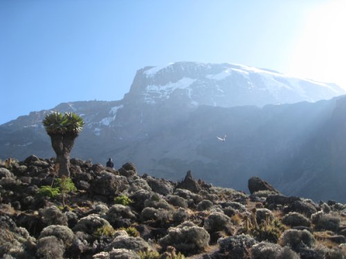 Mt Kilimanjaro