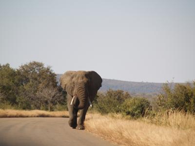 At Kruger