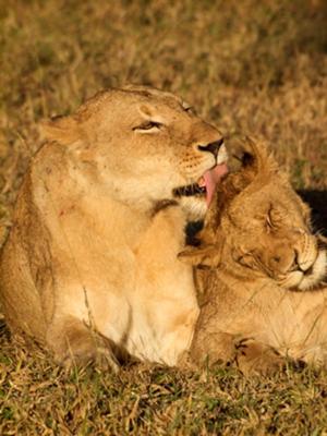 At Sabi Sands