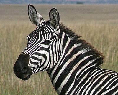 Zebra Watches Lion