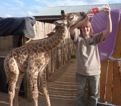 Feeding Duke the giraffe calf