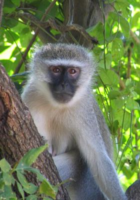 Vervet monkey - ©www.african-safari-journals.com