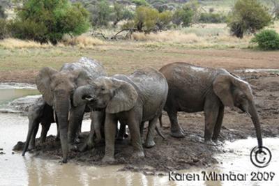 Elephants