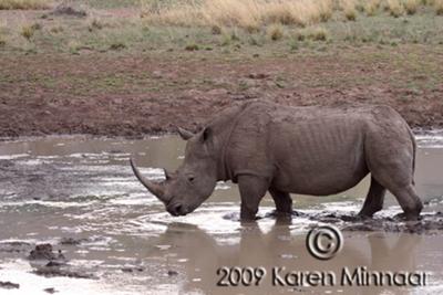 White Rhino