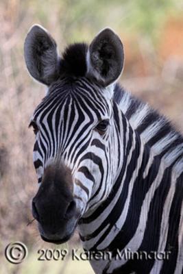 Zebra