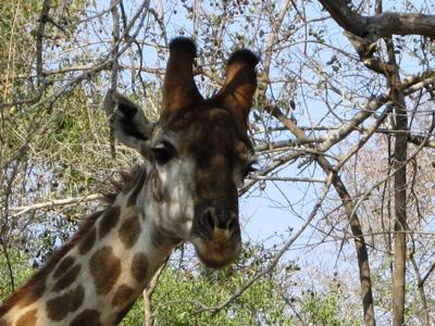 Giraffe close up