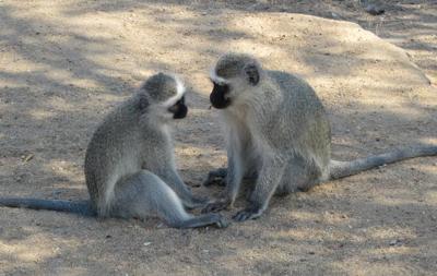 Vervet monkeys