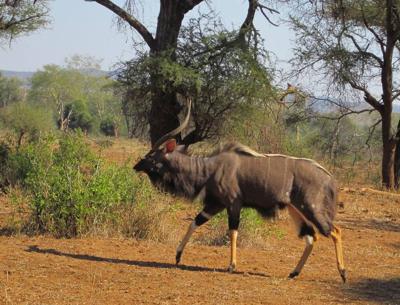 Nyala bull