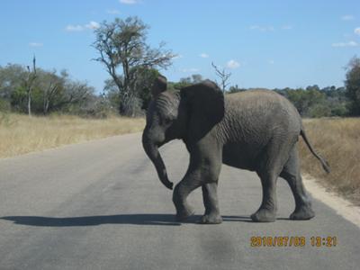 Young elephant in Kruger National Park